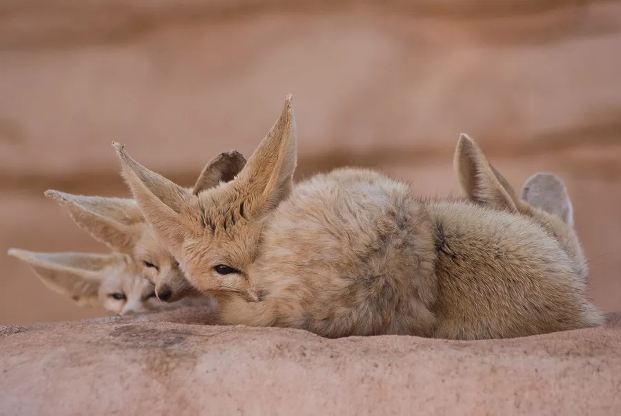 A fennec fox with very large ears active in the cool desert night