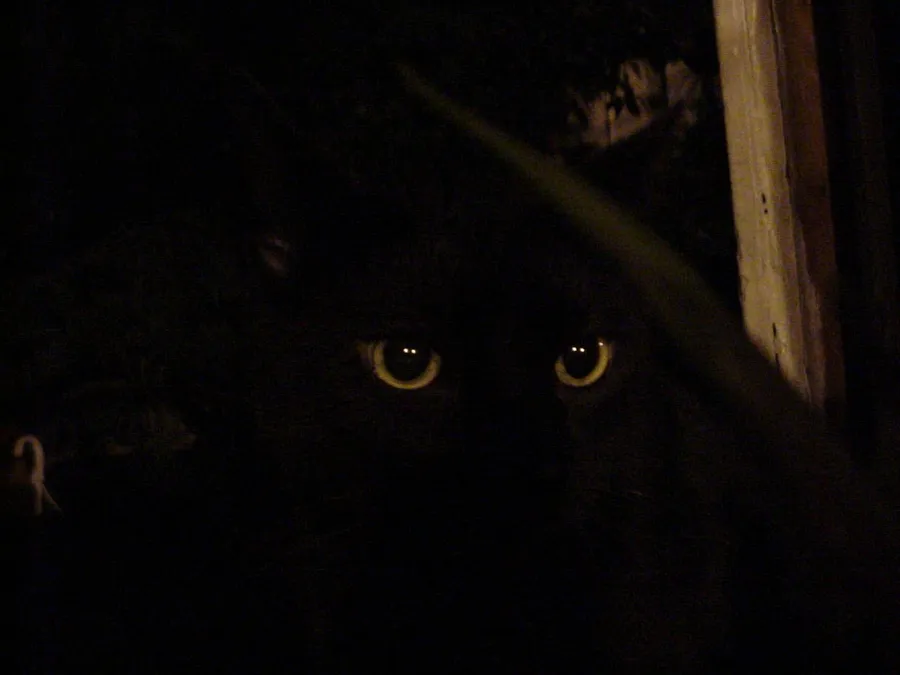 A cat's eyes glowing brightly in the dark thanks to a mirror-like layer