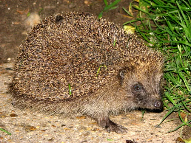 A small hedgehog snuffling through leaves at night to find food