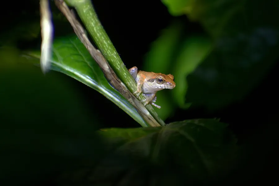 A bright tree frog with smooth moist skin perched on a green leaf