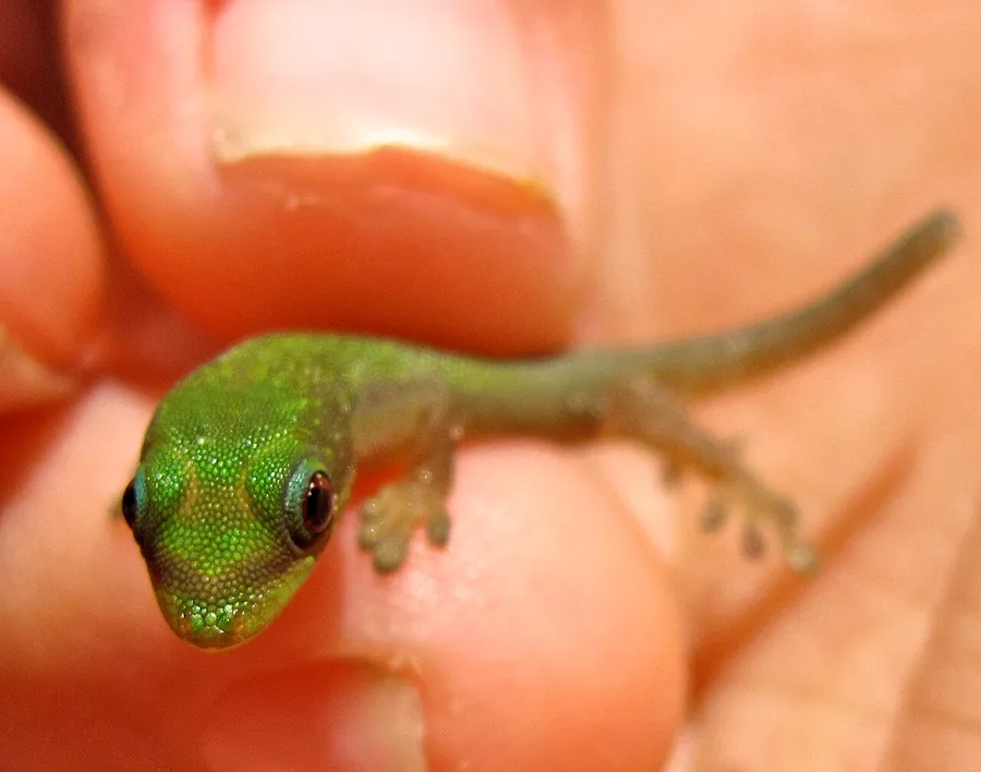 A gecko clinging to a smooth surface with its specially adapted sticky toes