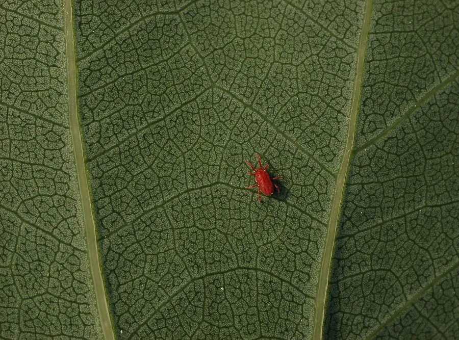 A bright green leaf glowing as sunlight passes through it