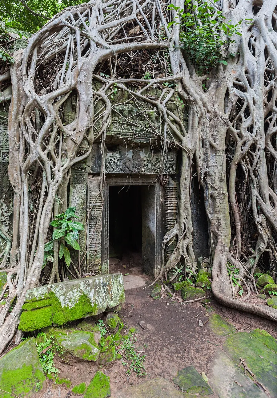 The roots of a plant spreading through the soil to anchor it and soak up water