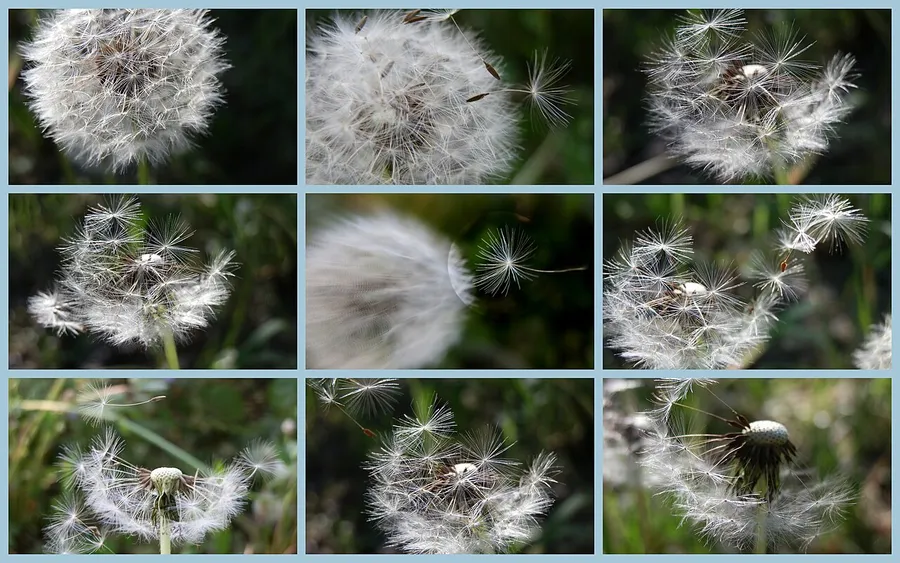 Fluffy dandelion seeds drifting away on the breeze