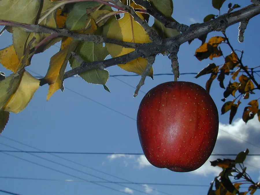 A red apple falling from a tree, pulled down by gravity