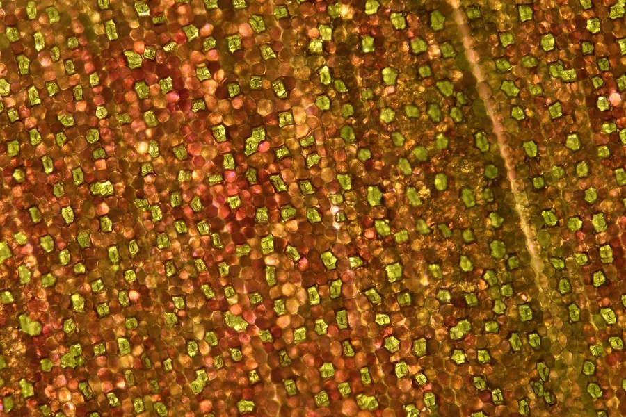 A close-up of a green leaf, where tiny stomata take in air