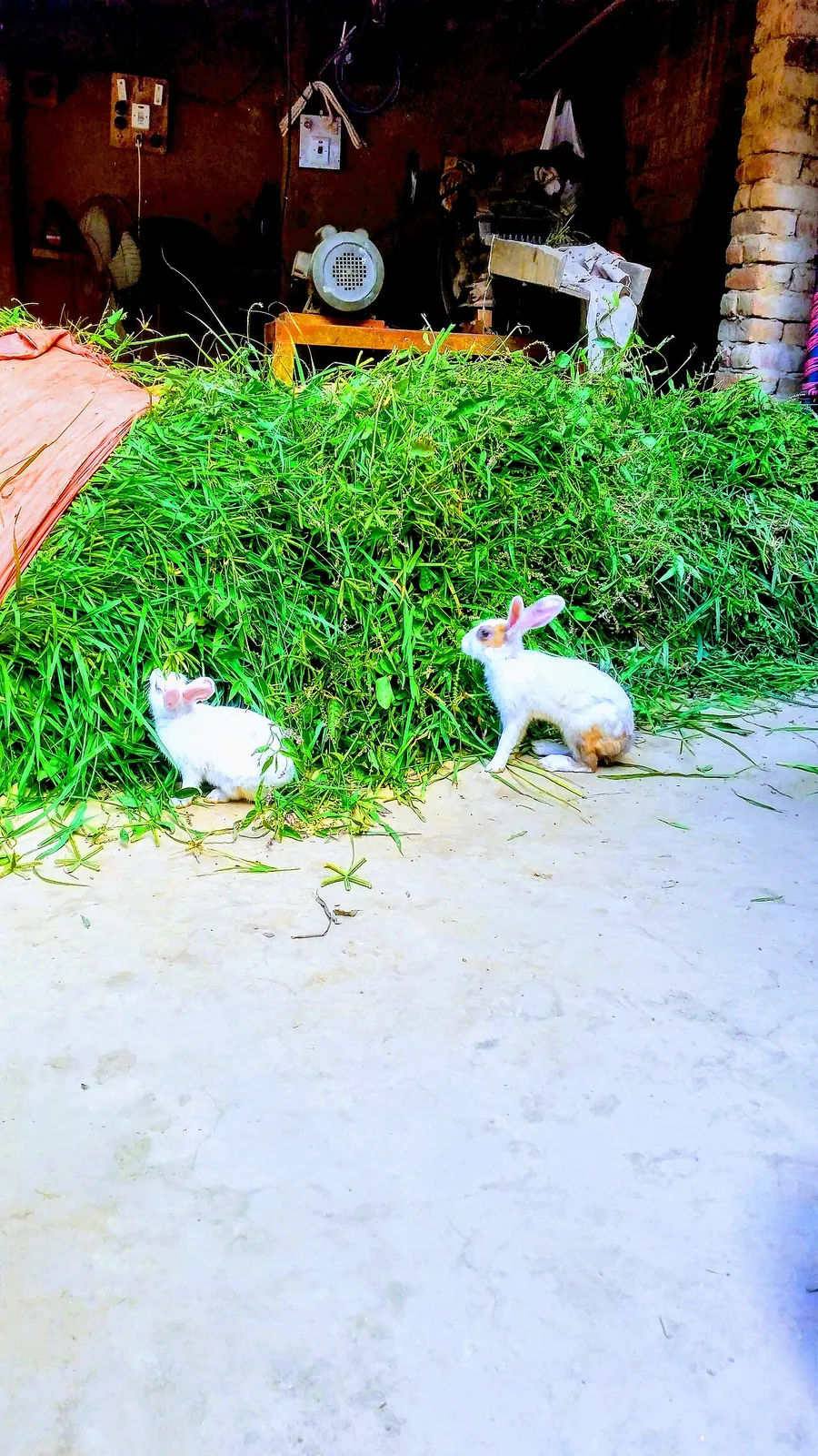 A rabbit nibbling grass in a meadow, part of a food chain
