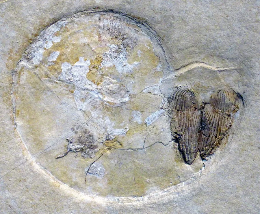 A spiral ammonite fossil preserved inside layered sedimentary rock