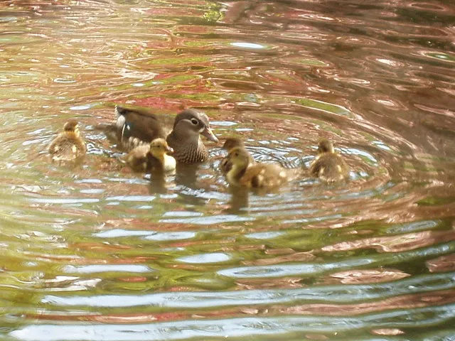 Circular ripples spreading outward across the surface of a pond